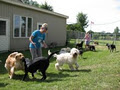 Countryside Boarding, Grooming and Doggie Daycare logo