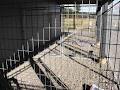 Cozy Paws Kennels image 2
