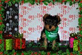 Doggie Do's Dog Grooming image 2