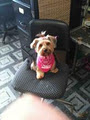 Doggie Do's Dog Grooming image 4