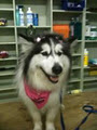 Doggie Do's Dog Grooming image 6