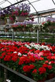 Dutch Growers Garden Centre image 2