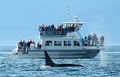 Five Star Whale Watching image 2
