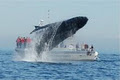 Five Star Whale Watching image 6