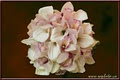 Gigi florist image 1