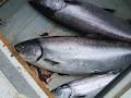 Goin Coastal Fishing Charters image 4