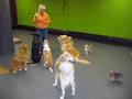 Hounds Lounge Dog Daycare image 4