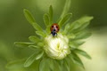 Ladybug Cottage image 3