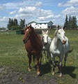 Lakeview Guest Ranch Ltd. logo