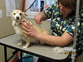 Little Wiggles Dog Grooming image 2