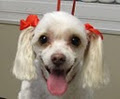 Little Wiggles Dog Grooming image 4
