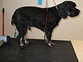 Little Wiggles Dog Grooming image 5