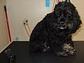 Little Wiggles Dog Grooming image 6