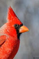 Martha's Mixes Wild Bird Centre image 1