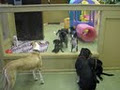 Nirvana Pet Resort Inc. image 2