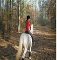 On the Forest Boarding: Home of the Freedom Horse Club image 5