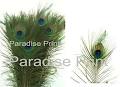 Paradise Print logo