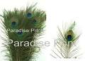 Paradise Print image 1