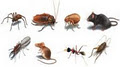Pest Control in Vancouver, Vancouver Pest Control, Pest Control in Surrey image 5