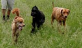 SEE SPOT RUN - Dog Walking image 2