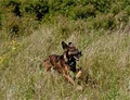 SEE SPOT RUN - Dog Walking image 3