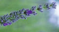 Steed & Company Lavender Farm image 3