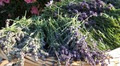 Steed & Company Lavender Farm image 5