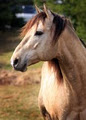 THOMSONS EQUINE SERVICES image 6