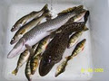 The Best Fishing and Hunting Forum for Ontario image 2
