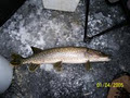 The Best Fishing and Hunting Forum for Ontario image 4