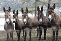 Turtle Valley Donkey Refuge image 2