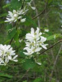 Violet Creek Nursery, native plants image 2