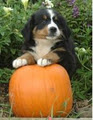 Wild West Bernese Mountain Dogs image 2