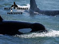 Wild Whales Vancouver image 2