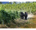 Working Horse Winery, Inn and Organic Farm logo