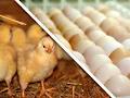 Alberta Hatching Egg Producers logo