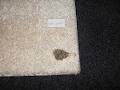 Alpha Carpet Cleaning image 2