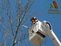 Arborcare Tree Service Ltd image 4