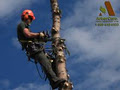Arborcare Tree Service Ltd image 6