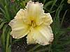 Canyon Ridge Daylily Farm image 3