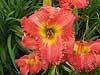 Canyon Ridge Daylily Farm image 1