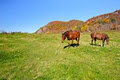 Captiva Farms Horseback Riding Stables image 4