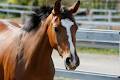 Centre Equestre Des Milles Iles image 1