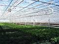 Devry Greenhouses image 4