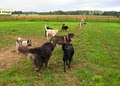 Dogs at Camp Cage Free Boarding! Cookstown, ON image 5