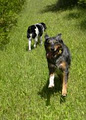 Dogs at Camp Cage Free Boarding! Uxbridge, ON image 2