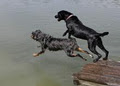 Dogs at Camp Cage Free Boarding! Uxbridge, ON image 3