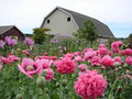 Earthwise Society Demonstration Garden and Farm logo