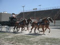 Evergreen Hill Farm- Horse Drawn Services- Maple Sugar Bush image 4