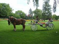 Evergreen Hill Farm- Horse Drawn Services- Maple Sugar Bush image 5